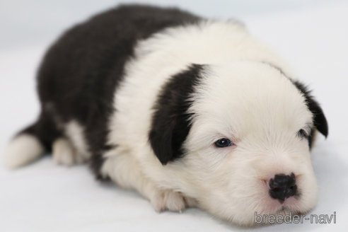 成約済の神奈川県のボーダーコリー-324644の6枚目